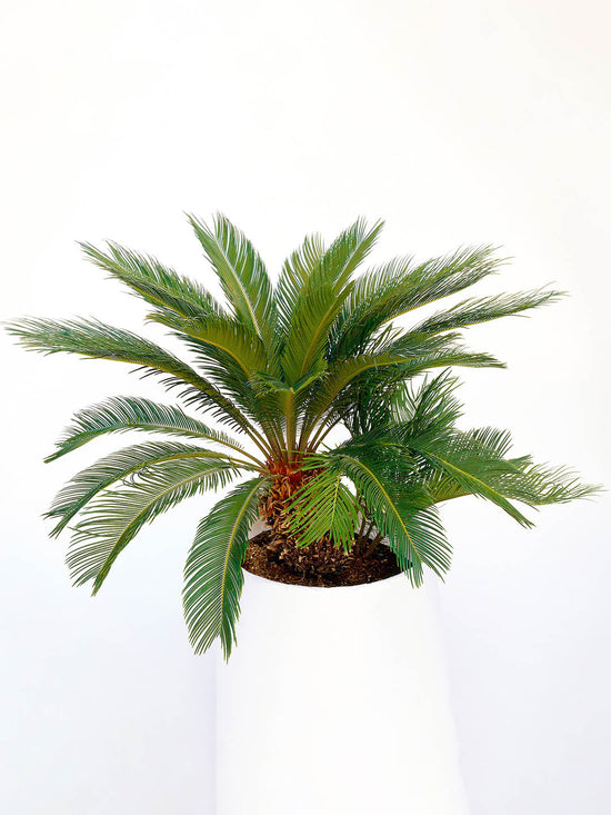 Cycas Revoluta Plant or Sago Palm, Cycas Palm with Green coloured leaves