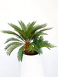 Cycas Revoluta Plant or Sago Palm, Cycas Palm with Green coloured leaves