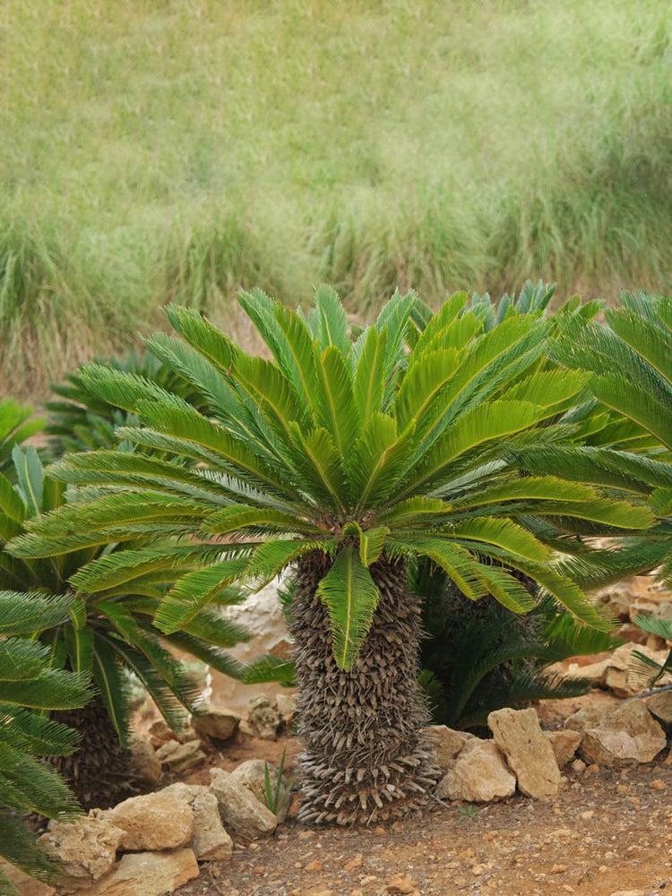 Cycas Revoluta