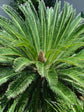 Cycas Revoluta
