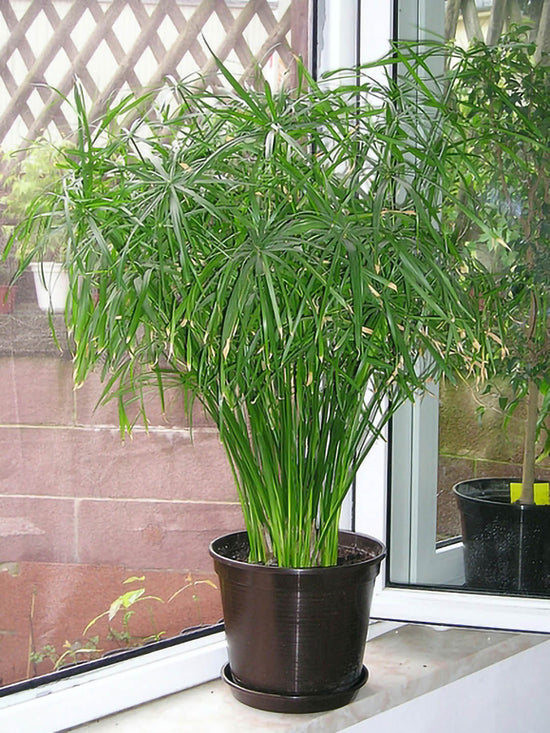 Cyperus Alternifolius Plant or Umbrella Palm with Green coloured leaves and Lime Green coloured flower 