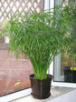 Cyperus Alternifolius Plant or Umbrella Palm with Green coloured leaves and Lime Green coloured flower 