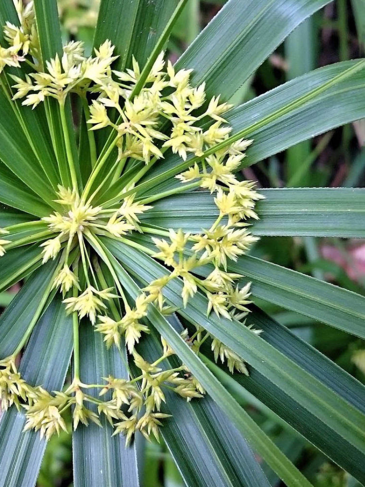 Cyperus Alternifolius