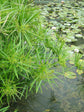 Cyperus Alternifolius