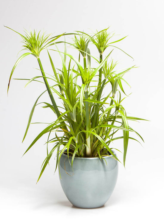 Cyperus Papyrus Plant or Papyrus Sedge, Paper reed, Indian matting plant, Nile grass with Green coloured leaves