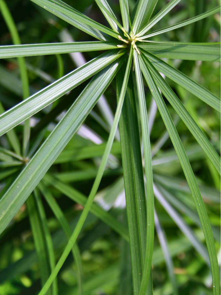 Cyperus Papyrus