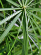 Cyperus Papyrus