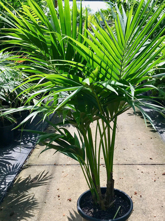 Howea Forsteriana Plant or Kentia palm, Kentia Forsteriana with Green coloured leaves
