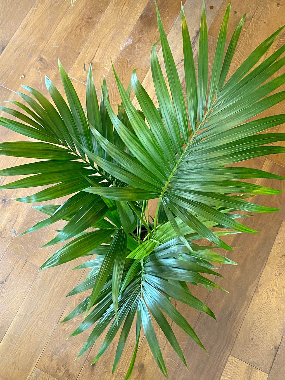 Howea Forsteriana