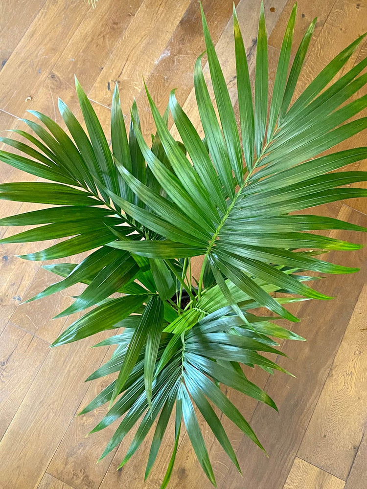 Howea Forsteriana