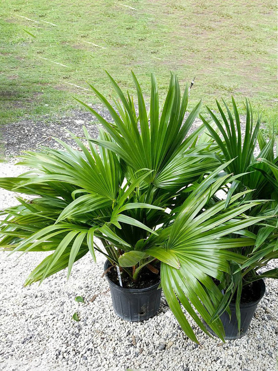 Livistona Chinensis Plant or Chinese fan palm with Green coloured leaves