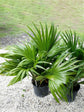Livistona Chinensis Plant or Chinese fan palm with Green coloured leaves