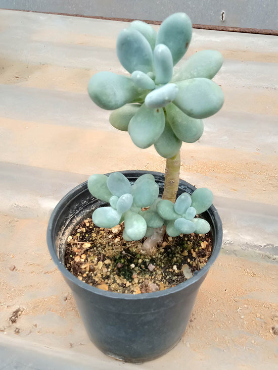 Pachyphytum Oviferum Plant or Sugaralmond plant, Moonstone with Green coloured leaves and Red coloured flower 