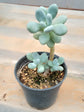 Pachyphytum Oviferum Plant or Sugaralmond plant, Moonstone with Green coloured leaves and Red coloured flower 