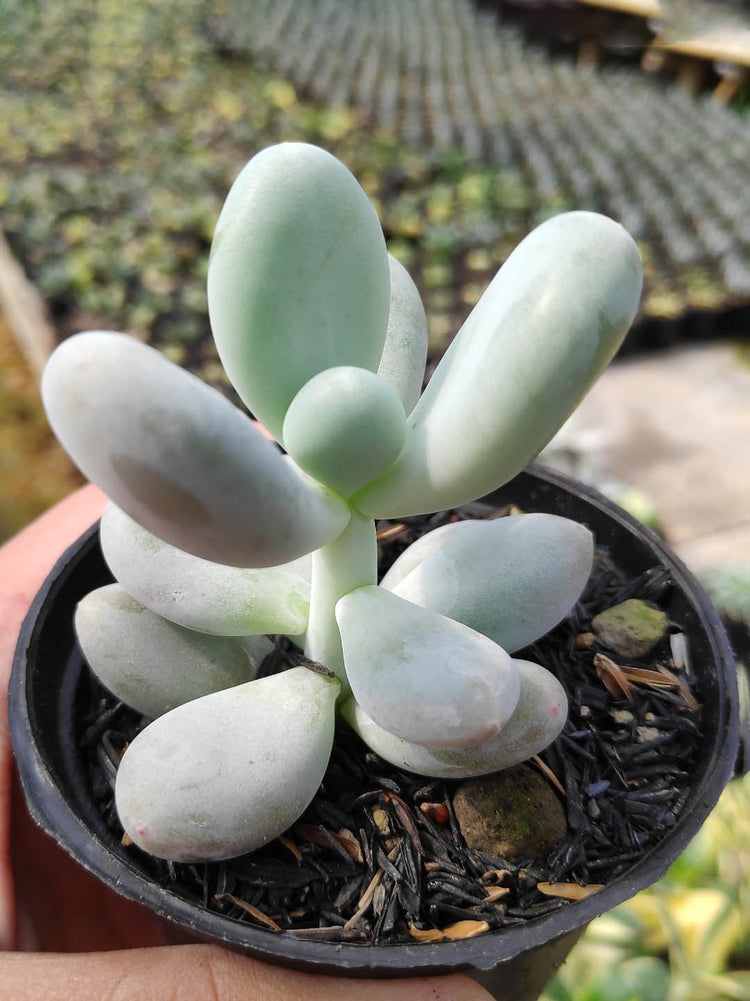 Pachyphytum Oviferum