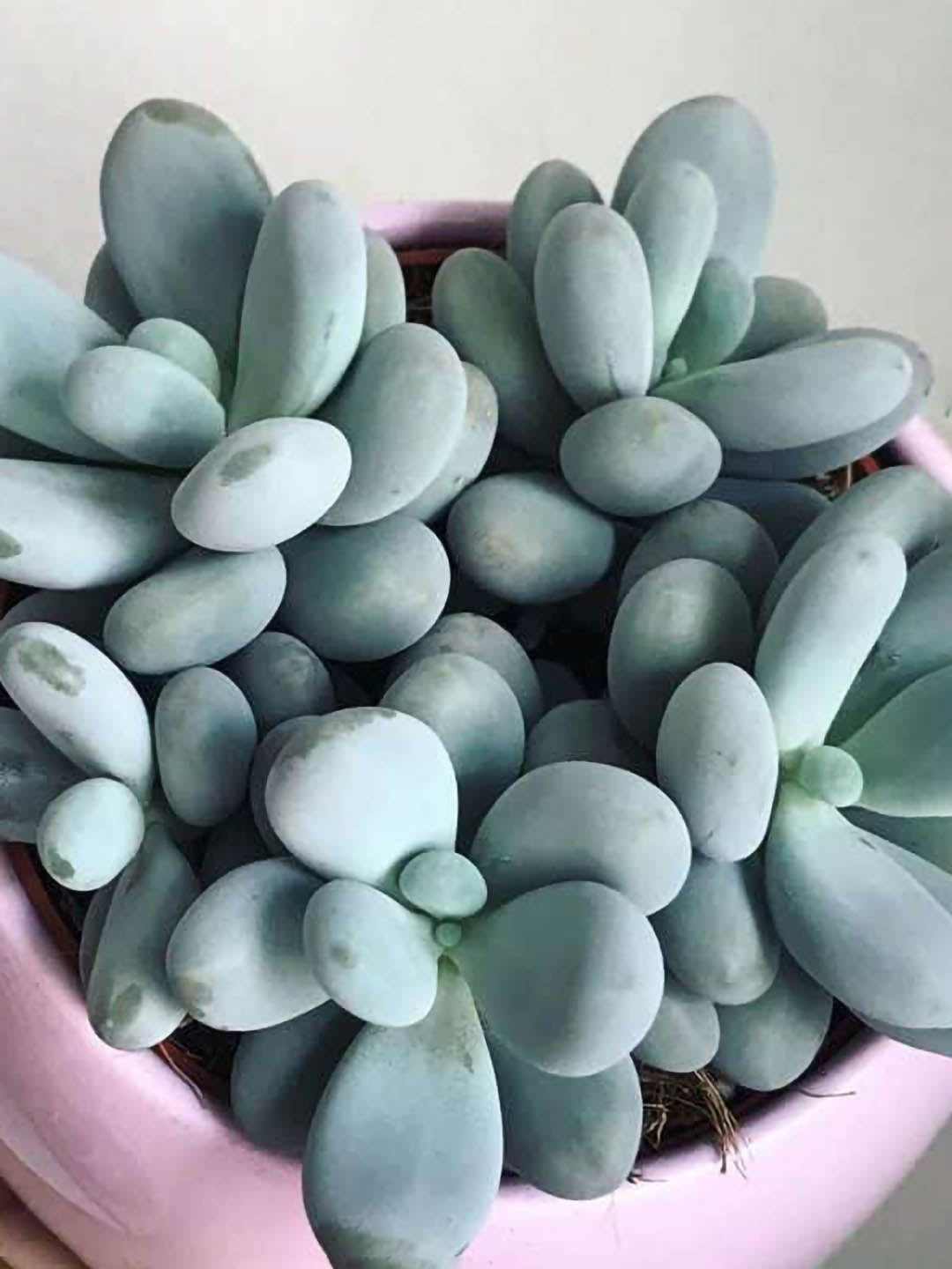 Pachyphytum Oviferum