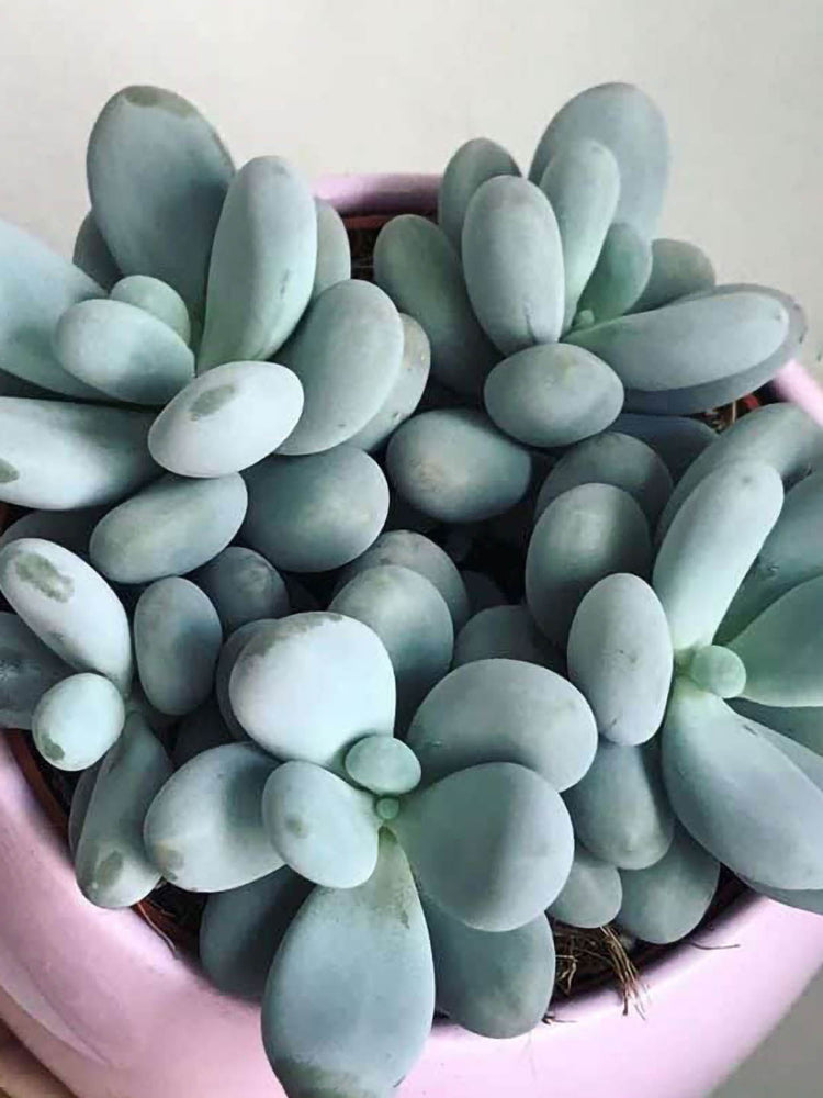 Pachyphytum Oviferum