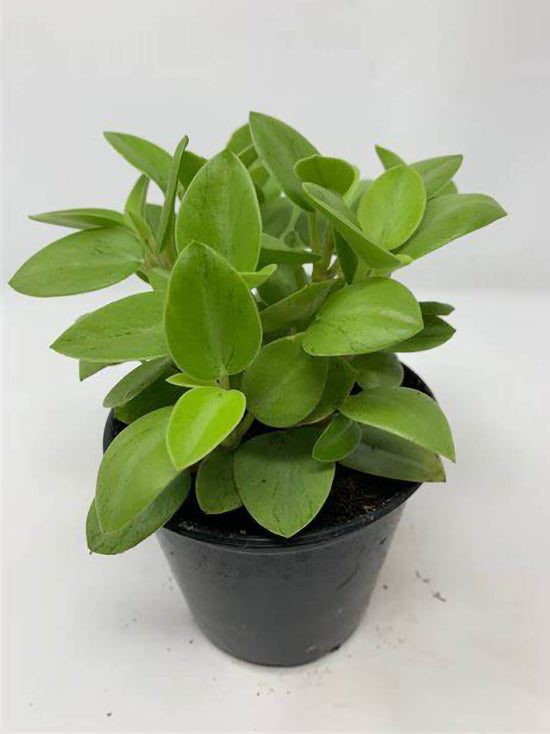 Peperomia Pixie Plant or Peperomia Teardrop,Teardrop Peperomia with Greyish green coloured leaves and Pale green and white coloured flower 
