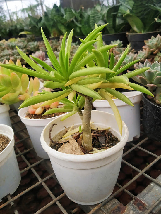 Peperomia Ferreyrae Plant or Happy Bean with Green coloured leaves and Pink coloured flower 