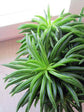 Peperomia Ferreyrae