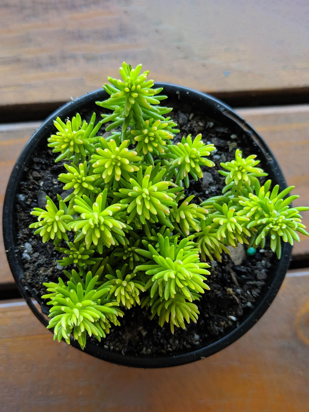 Petrodum Rupestre Angelina Plant or Angelina Stonecrop, Golden Sedum with Golden Yellow coloured leaves and Yellow coloured flower 