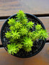 Petrodum Rupestre Angelina Plant or Angelina Stonecrop, Golden Sedum with Golden Yellow coloured leaves and Yellow coloured flower 