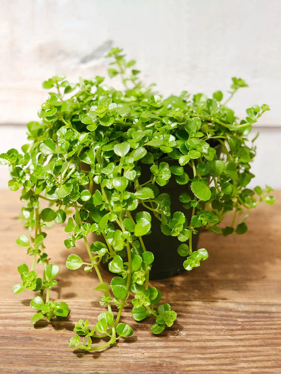Pilea Depressa Plant or Baby Toes, Depressed Clearweed with Lime Green coloured leaves and White coloured flower 