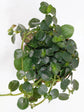 Pilea Depressa