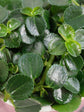 Pilea Depressa