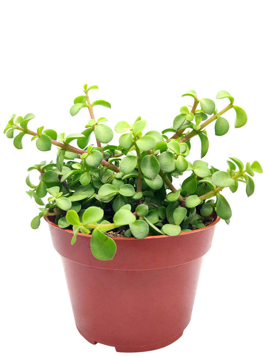 Portulacaria Afra Frosted Green Plant or Rainbow Bush, Elephant Bush with Frosty and Lime Green coloured leaves and Pink coloured flower 
