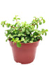 Portulacaria Afra Frosted Green Plant or Rainbow Bush, Elephant Bush with Frosty and Lime Green coloured leaves and Pink coloured flower 