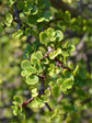 Portulacaria Afra Frosted Green
