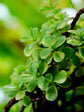 Portulacaria Afra Frosted Green