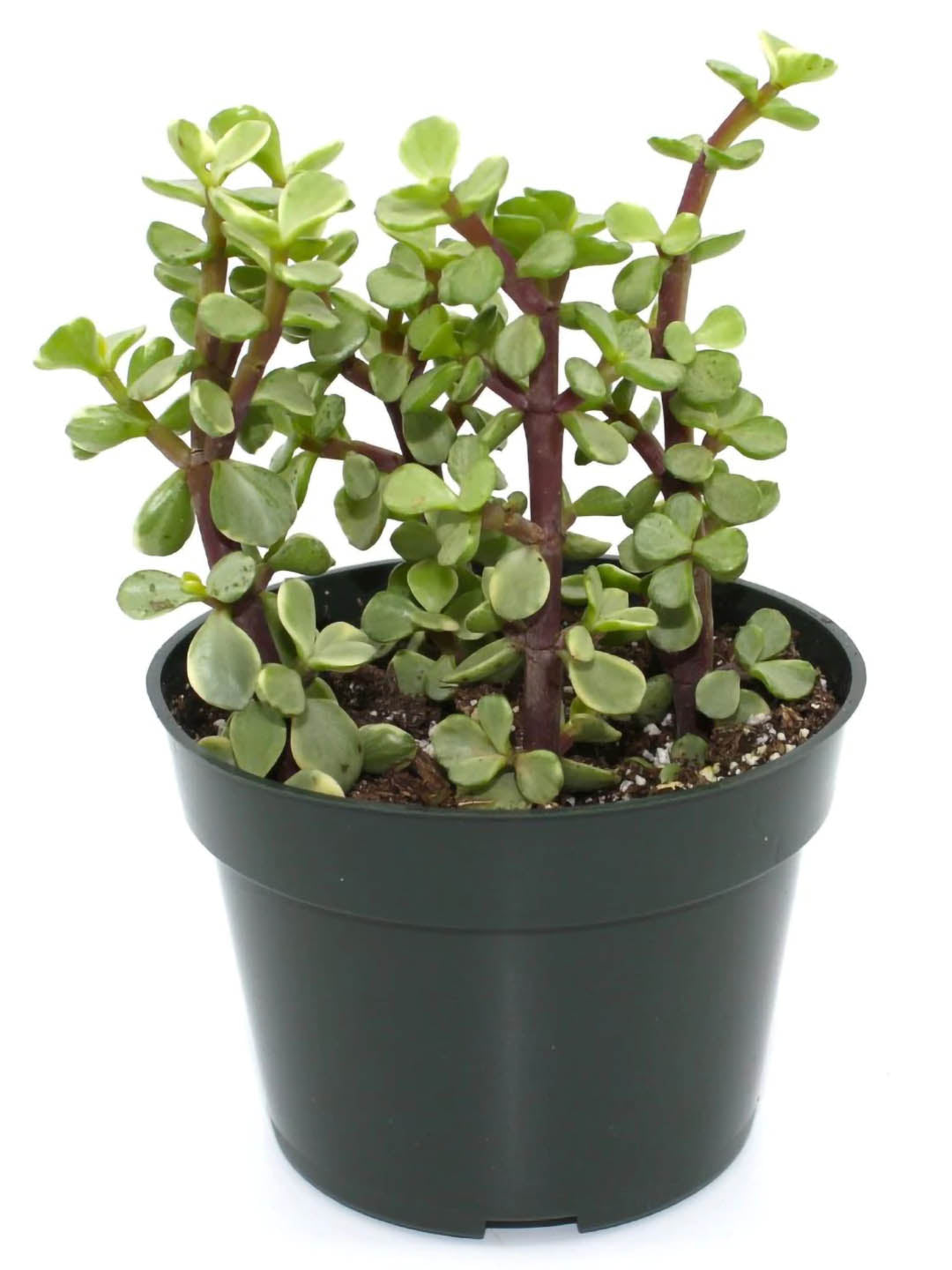 Portulacaria Afra Variegata Plant or Rainbow Bush, Elephant bush with Yellow and Green Mix coloured leaves and Pink coloured flower 