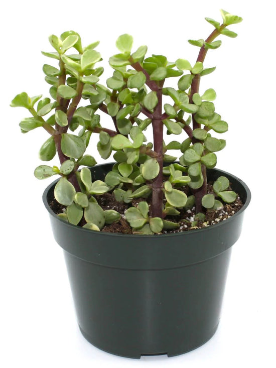 Portulacaria Afra Variegata Plant or Rainbow Bush, Elephant bush with Yellow and Green Mix coloured leaves and Pink coloured flower 
