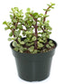 Portulacaria Afra Variegata Plant or Rainbow Bush, Elephant bush with Yellow and Green Mix coloured leaves and Pink coloured flower 