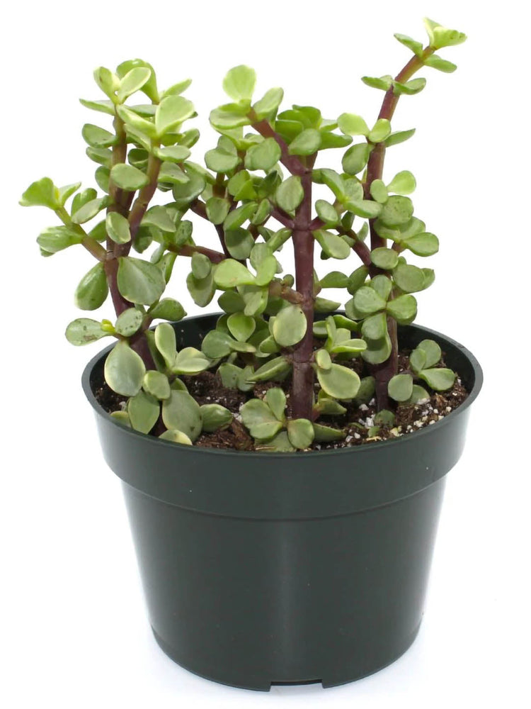 Portulacaria Afra Variegata Plant or Rainbow Bush, Elephant bush with Yellow and Green Mix coloured leaves and Pink coloured flower 