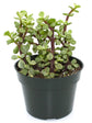 Portulacaria Afra Variegata Plant or Rainbow Bush, Elephant bush with Yellow and Green Mix coloured leaves and Pink coloured flower 
