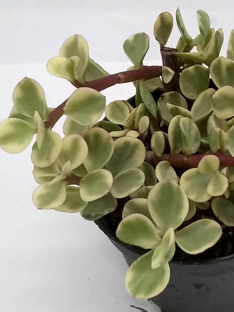 Portulacaria Afra Variegata 