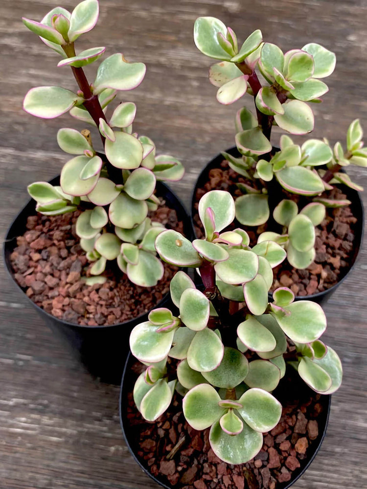 Portulacaria Afra Variegata 