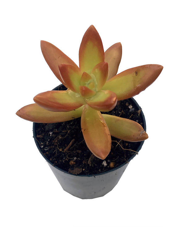 Sedum Adolphii Plant or Golden Sedum, Golden Glow with Lime Green with Pink Hue coloured leaves and White, Yellow coloured flower 