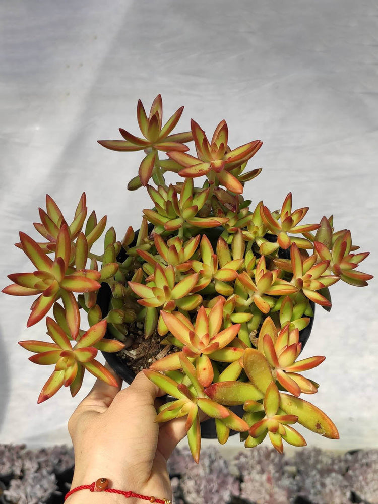 Sedum Adolphii