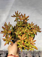 Sedum Adolphii