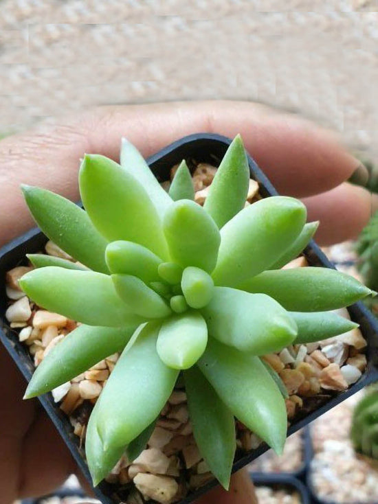Sedum Sediforme Plant or Jelly Beans, Pale stonecrop with Bluish Green coloured leaves and White, Yellow coloured flower 