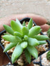 Sedum Sediforme Plant or Jelly Beans, Pale stonecrop with Bluish Green coloured leaves and White, Yellow coloured flower 