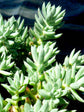 Sedum Sediforme
