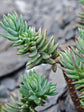 Sedum Sediforme