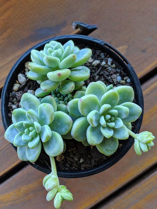 Sedum Clavatum Plant or Stonecrop with Frosty Green with Yellowish Pink Hue coloured leaves and Yellow coloured flower 