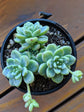 Sedum Clavatum Plant or Stonecrop with Frosty Green with Yellowish Pink Hue coloured leaves and Yellow coloured flower 