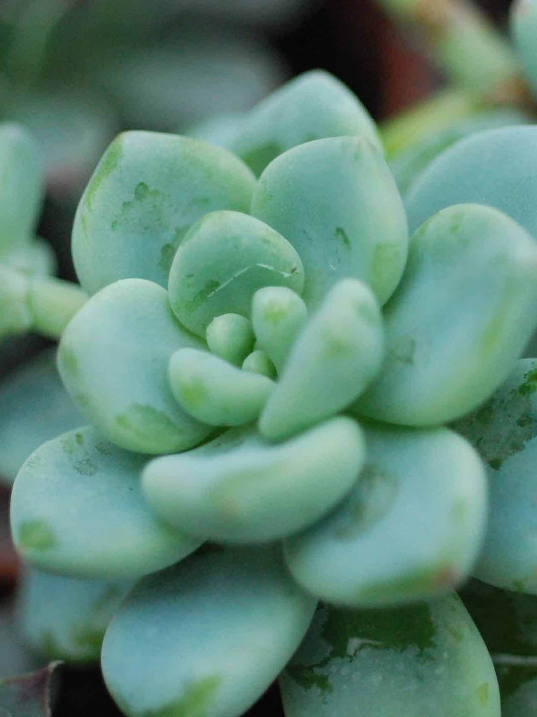 Sedum Clavatum